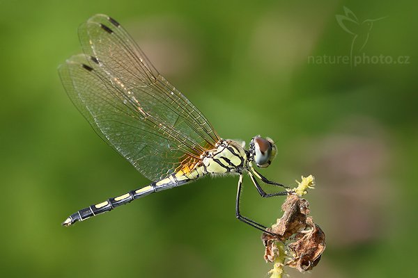 Dancing dropwing (Trithemis pallidinervis), Dancing dropwing (Trithemis pallidinervis), Autor: Ondřej Prosický | NaturePhoto.cz, Model: Canon EOS-1D Mark III, Objektiv: Canon EF 100mm f/2.8 Macro USM, Ohnisková vzdálenost (EQ35mm): 130 mm, fotografováno z ruky, Clona: 6.3, Doba expozice: 1/250 s, ISO: 250, Kompenzace expozice: -1/3, Blesk: Ne, Vytvořeno: 27. listopadu 2007 13:36:19, Tissamaharama (Sri Lanka)